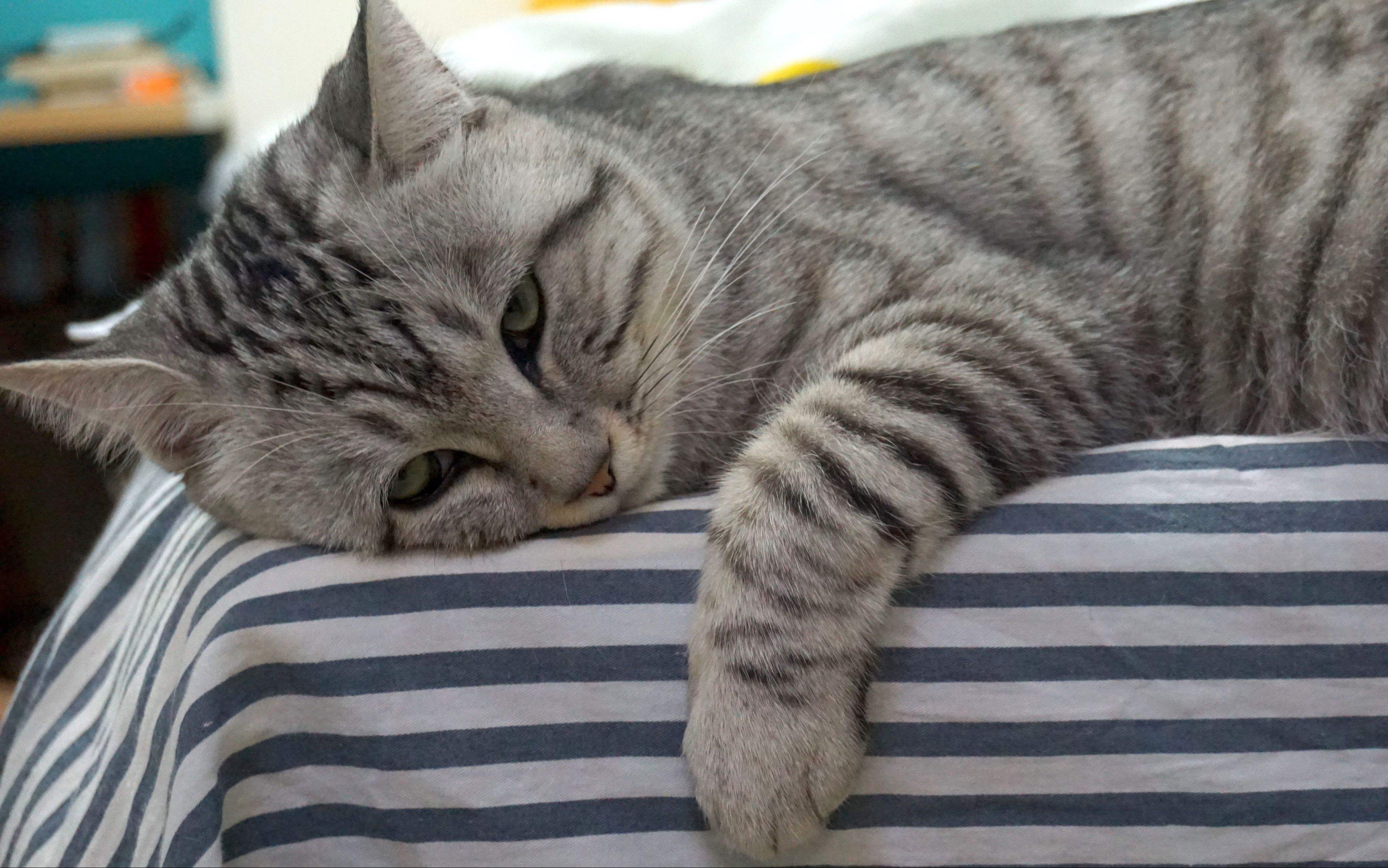 猫咪得狂犬病的征兆,猫咪狂犬病征兆