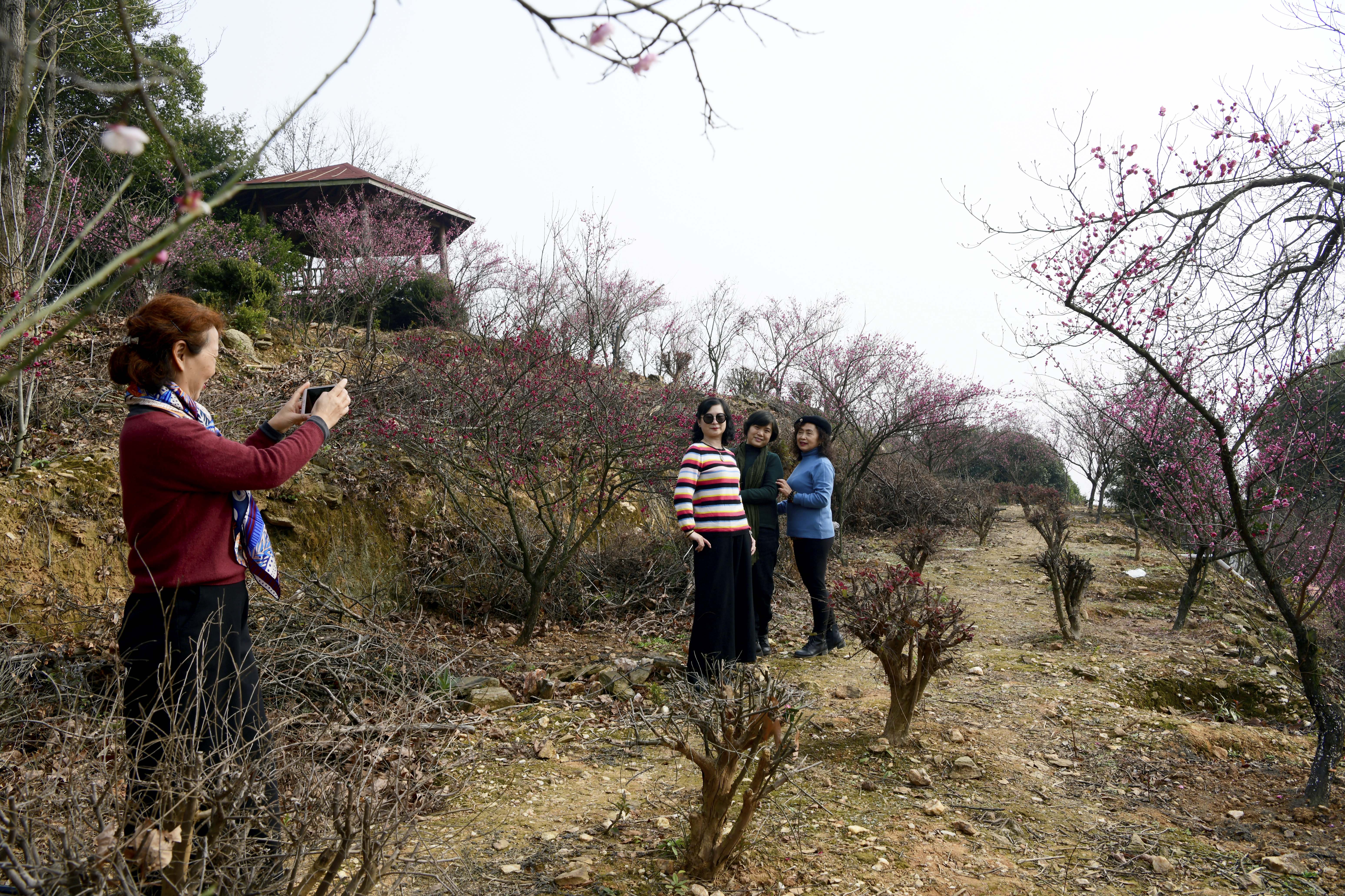 南昌赏梅好去处,南昌赏荷花的地方