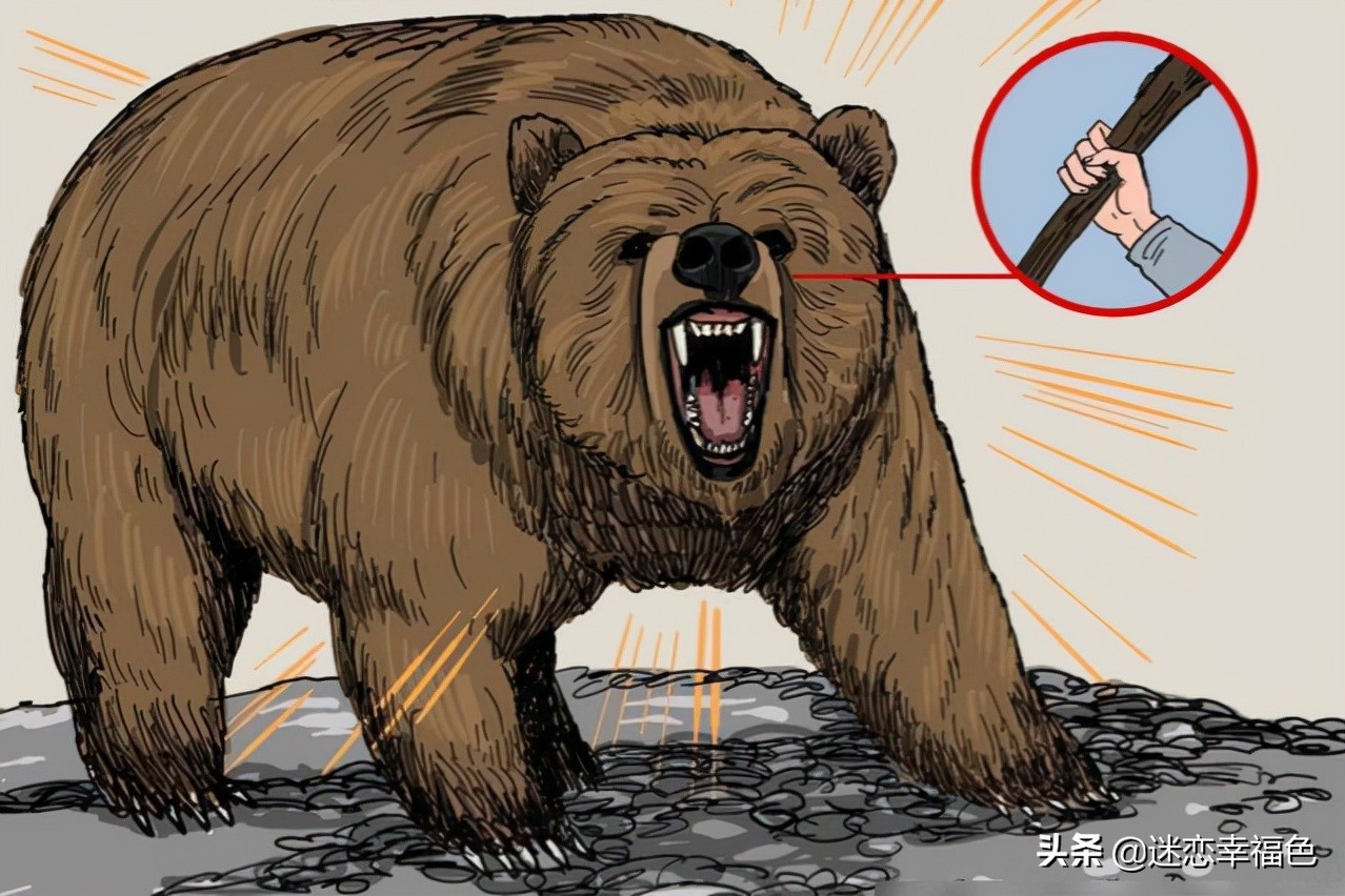 大黑熊伤人,黑熊是怎么伤人的