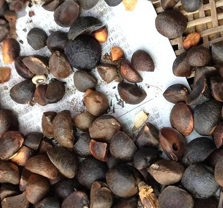 曾是皇帝*用御**，如今却无人问津，“油中软黄金”如何走向末路？