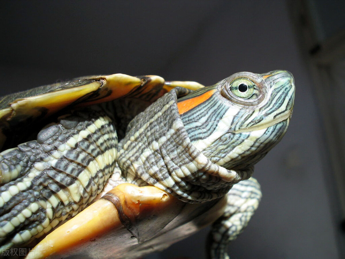 小巴西龟怎么养才能把它养大,怎么养巴西龟才能把它快速的长大