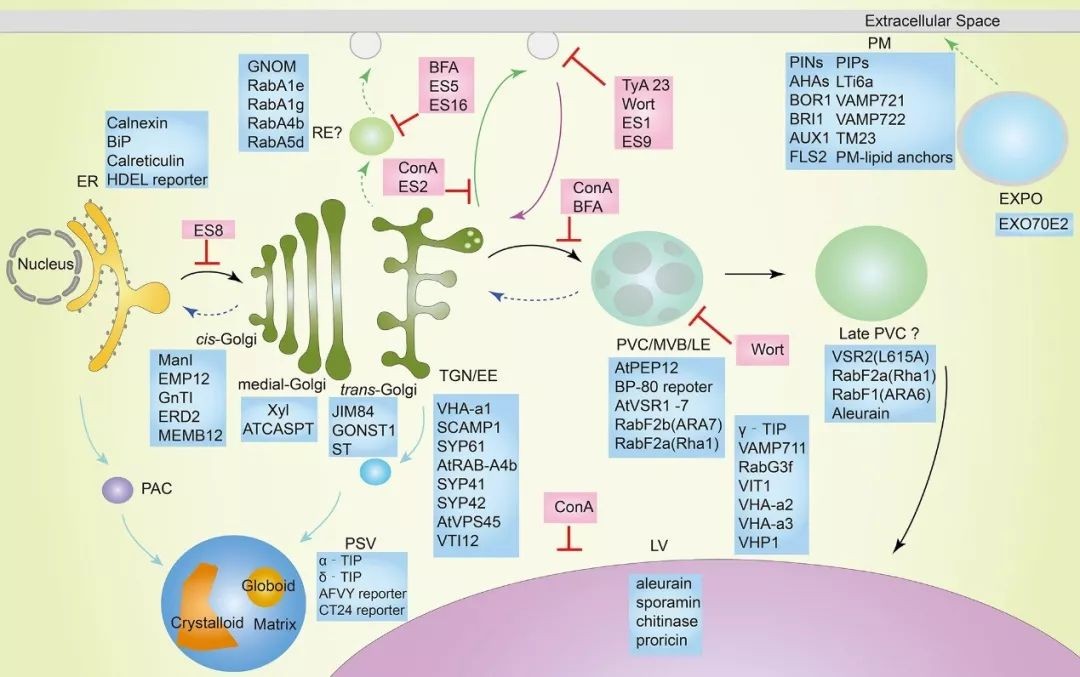 ZIP转运蛋白内部锌摄取的组氨酸突变体细胞活性自我调控机制