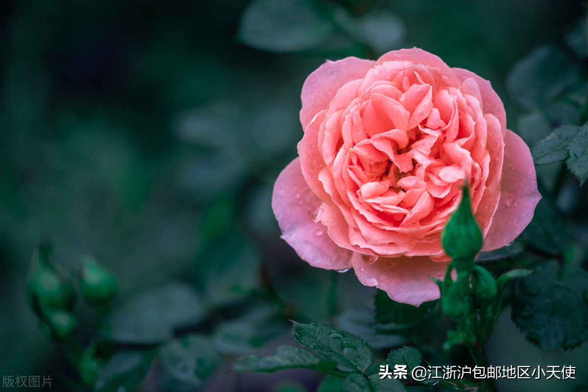 推文题材新颖文笔好的言情种田文,好看的古言高分种田宠文