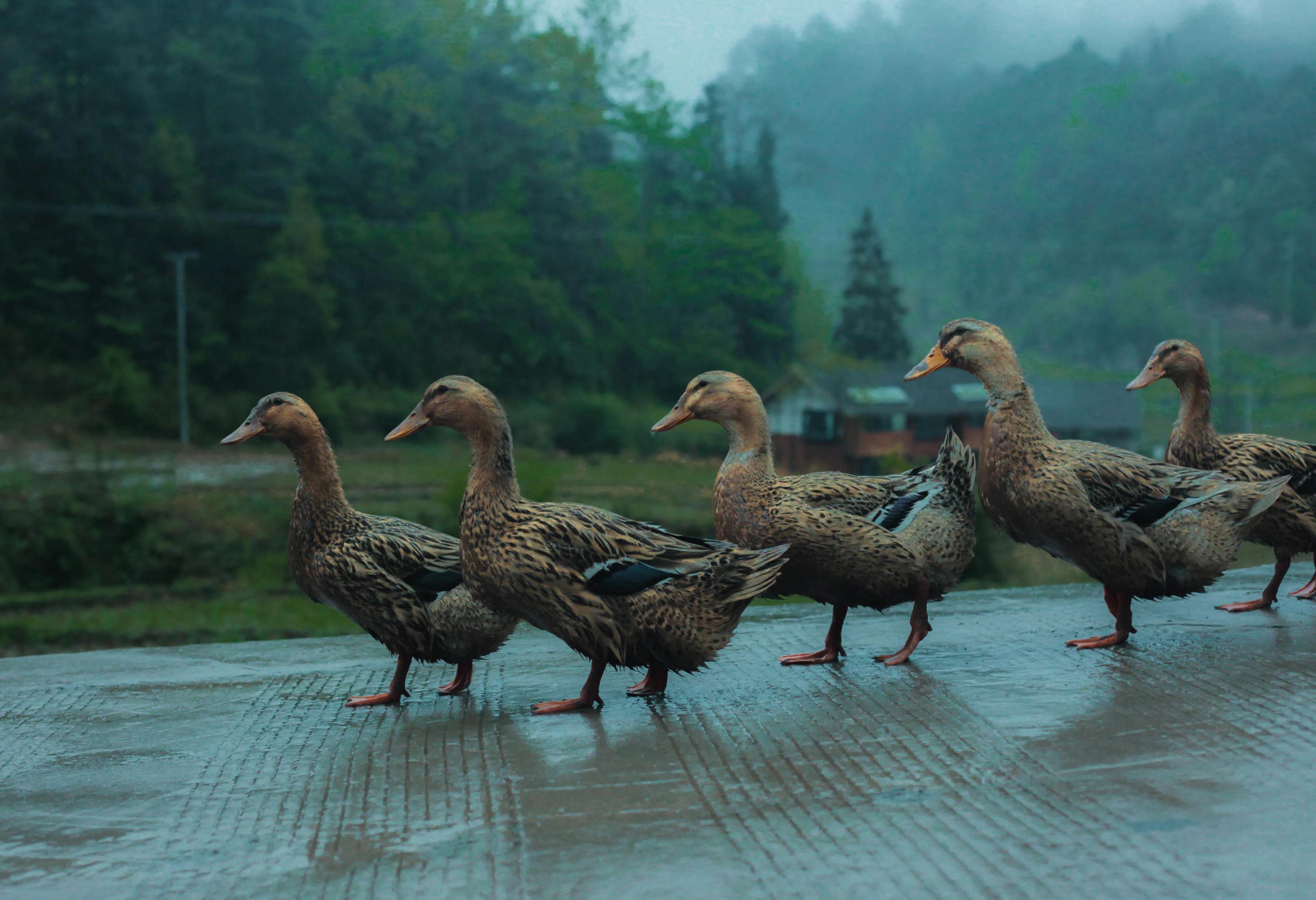 贵州真实山沟沟里风景,贵州大山深处旅游
