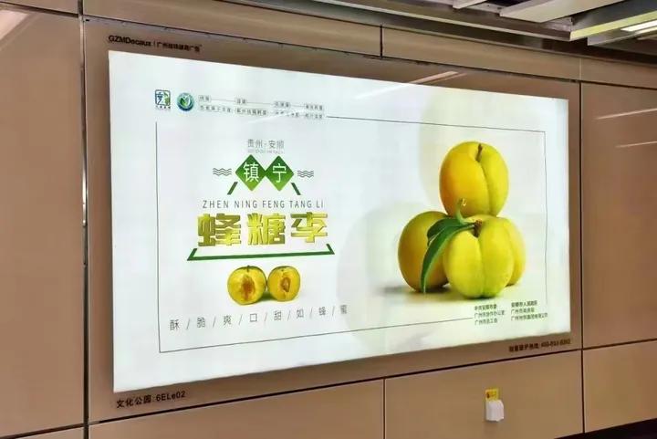 农民山区种植创业致富,农村小伙回乡创业种果树