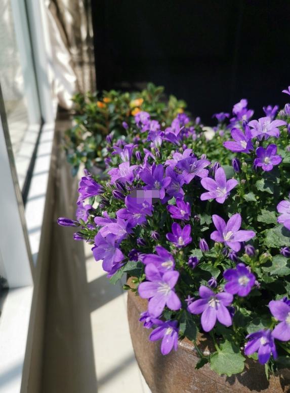 丹麦风铃怎么养出状态,丹麦风铃的养护方法