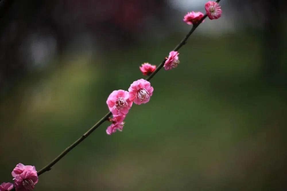 诗词经典名句100首,25首开头就是名句的古诗词