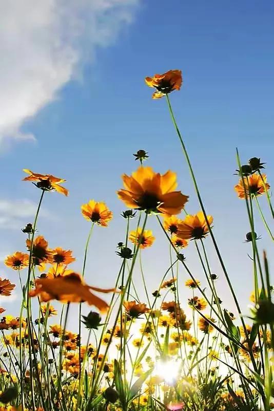 怀孕期间特别想喝可乐,怀孕期间想喝甜饮料