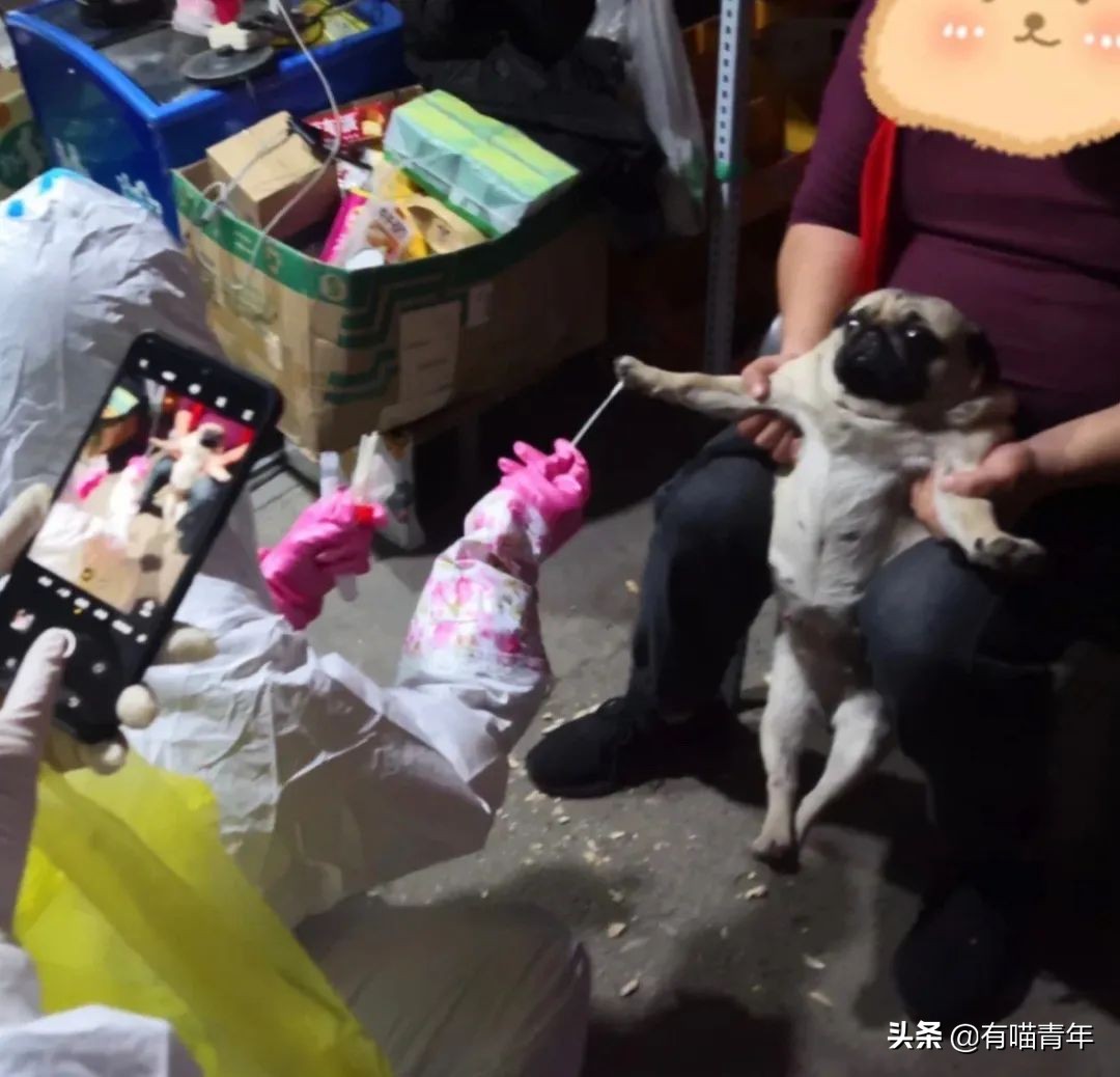 猫核酸检测有必要做吗,猫做核酸粤语视频