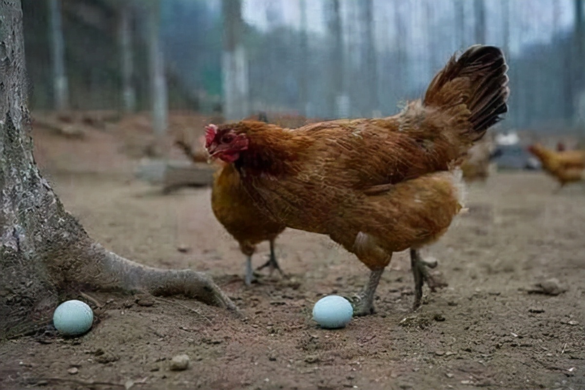 放养养鸡成本与利润分析,养殖10000只鸡的成本与利润有多少