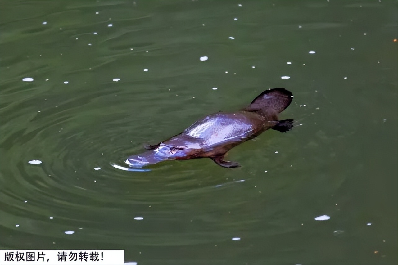 一鸭难求,一鸭难求可达鸭身价暴涨