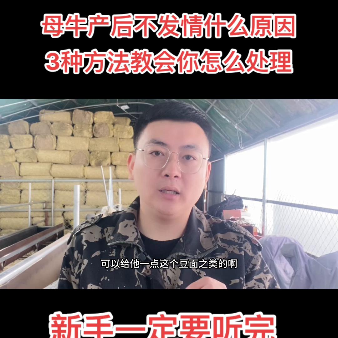母牛产后不发情，几乎所有养牛人都遇到过，听完我的方法，...