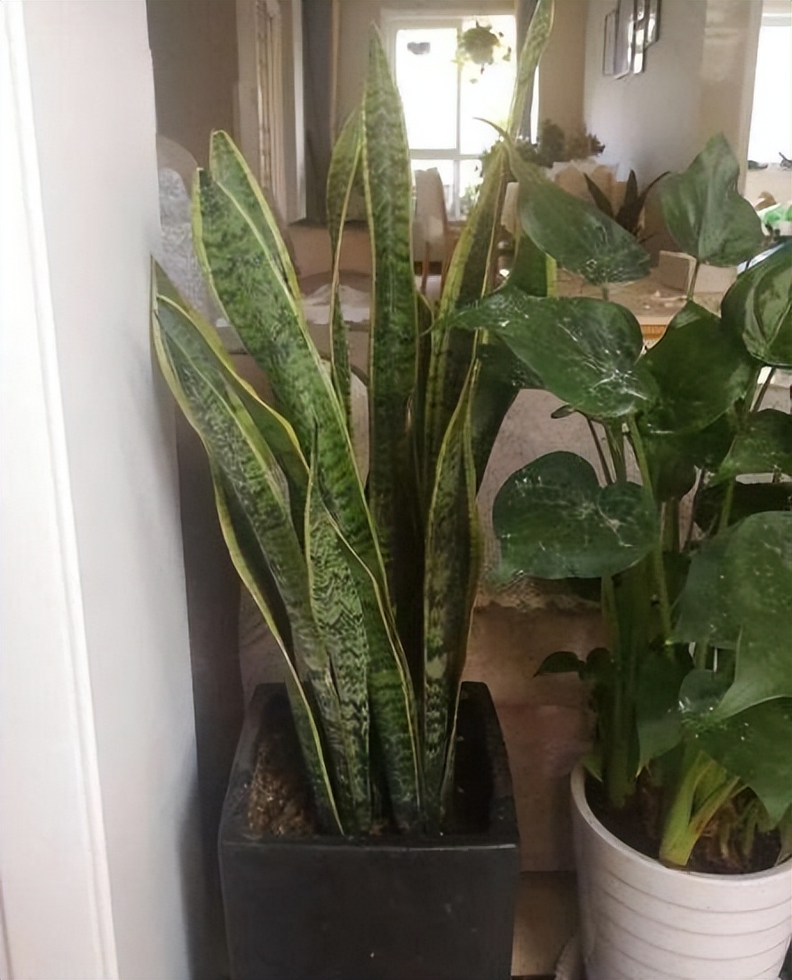 养时间长的绿萝还能吸甲醛吗,绿萝吸收甲醛怎么样才能养活