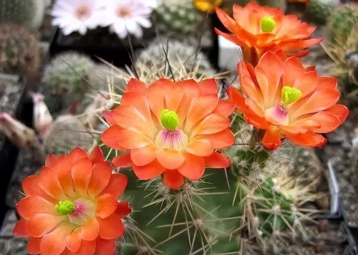 200种·仙人球开花图鉴，大开眼界，美到爆