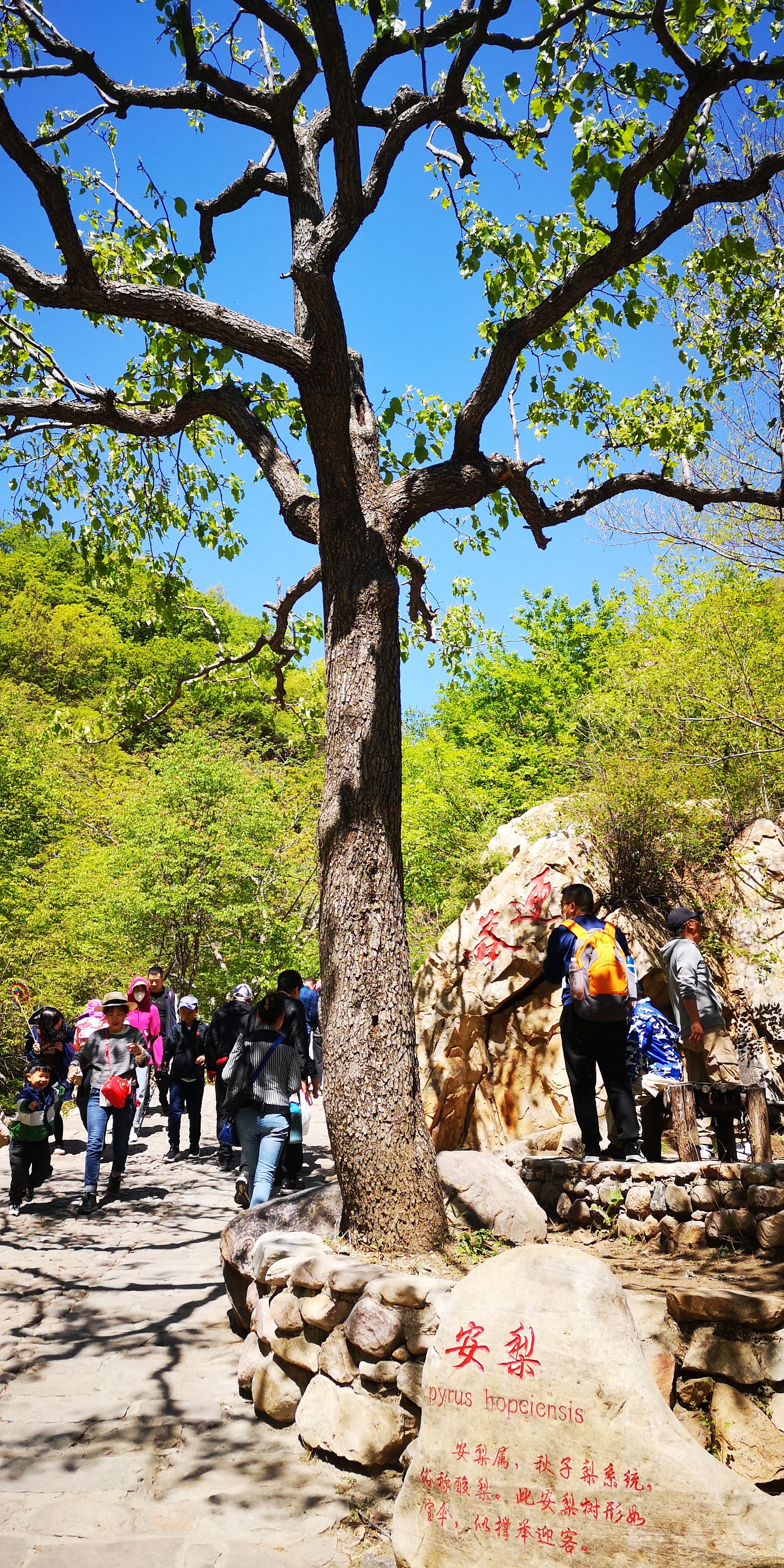 天津梨木台景区值得夏天去的地方,天津蓟县梨木台风景区路线