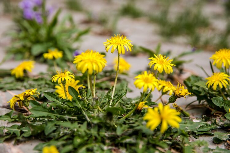 被称为药草皇后是蒲公英,药草皇后蒲公英有哪些功效