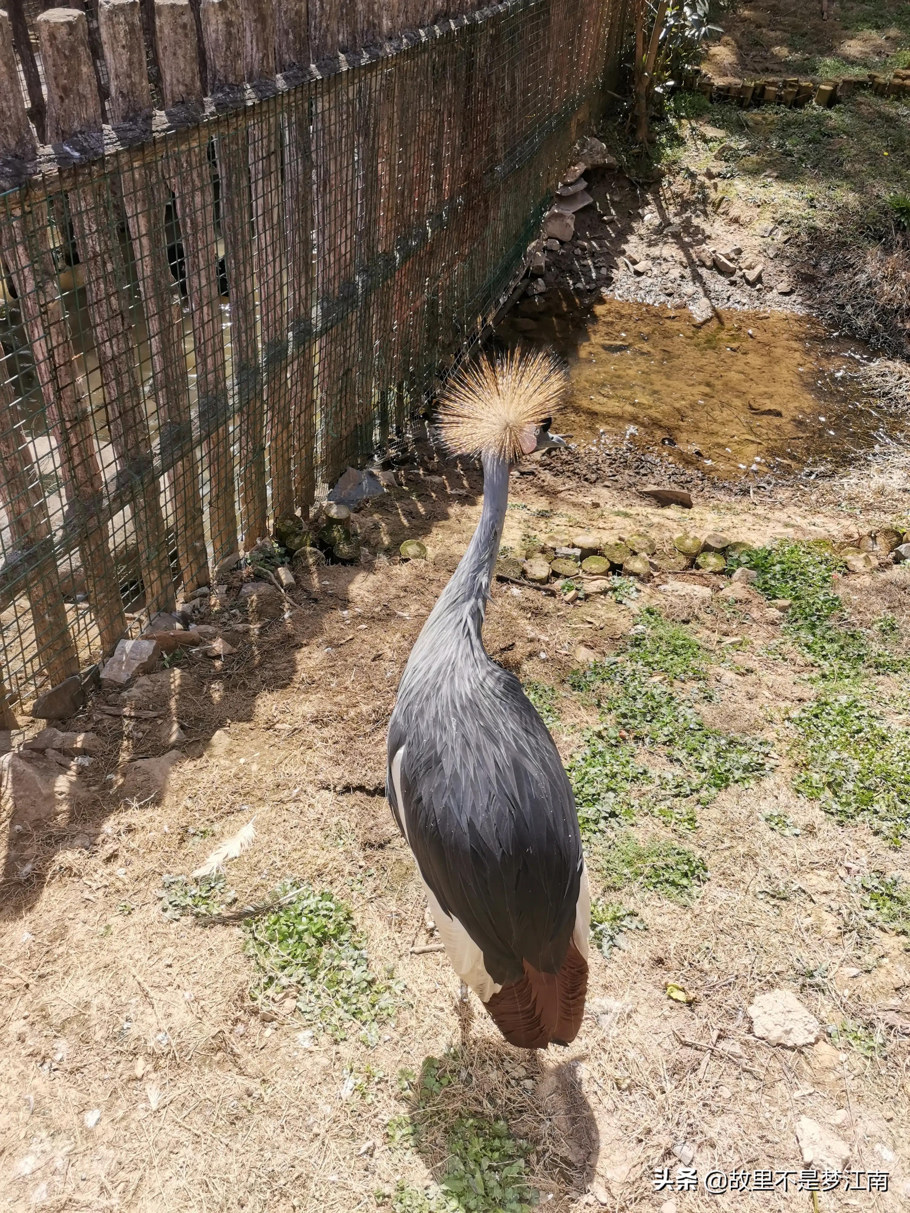 百鸟园儿童乐园,百鸟公园儿童乐园