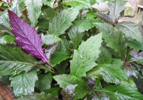 菊三七是什么药材,菊三七属都有哪些植物