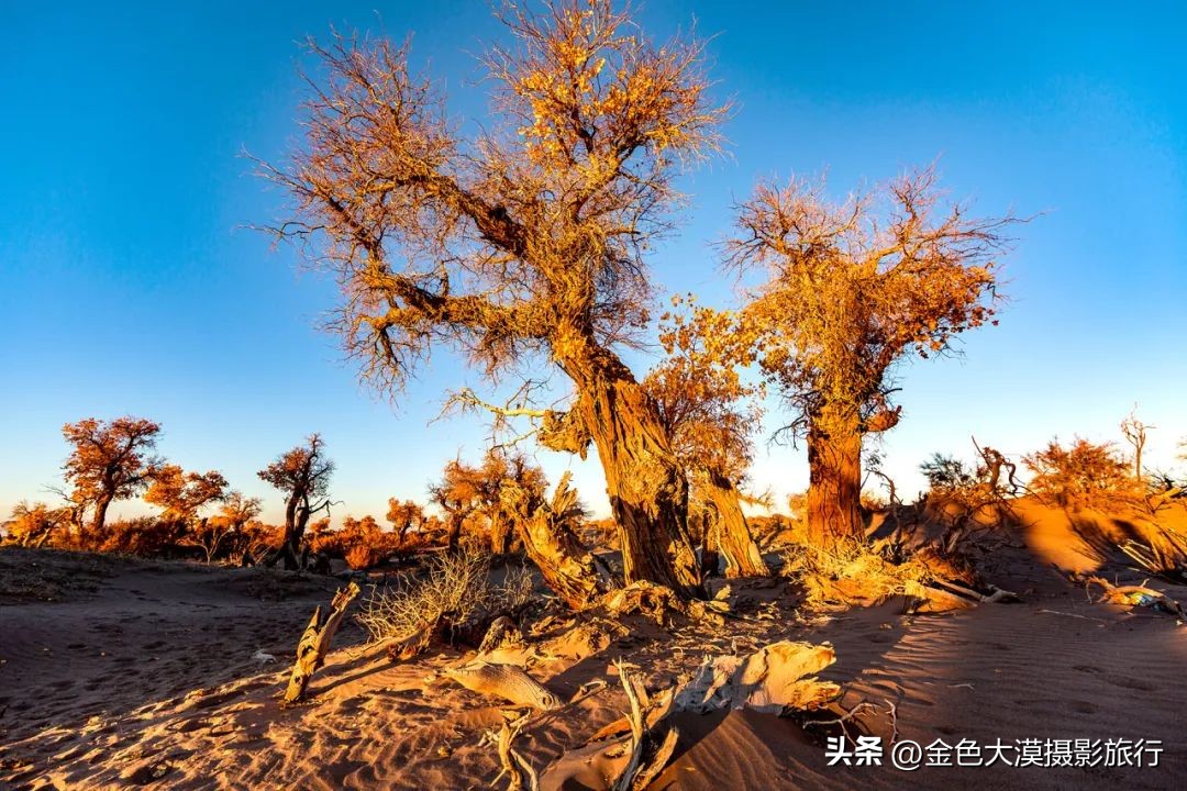 额济纳赏胡杨视频,赤峰额济纳赏胡杨