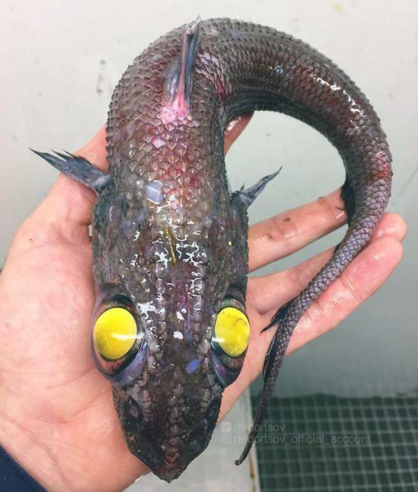 水下世界神秘视频,让人惊叹的水下视频