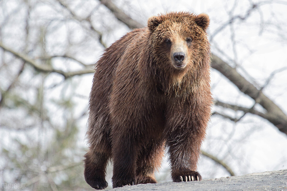 世界各国最稀有的国宝,100个国家国宝动物
