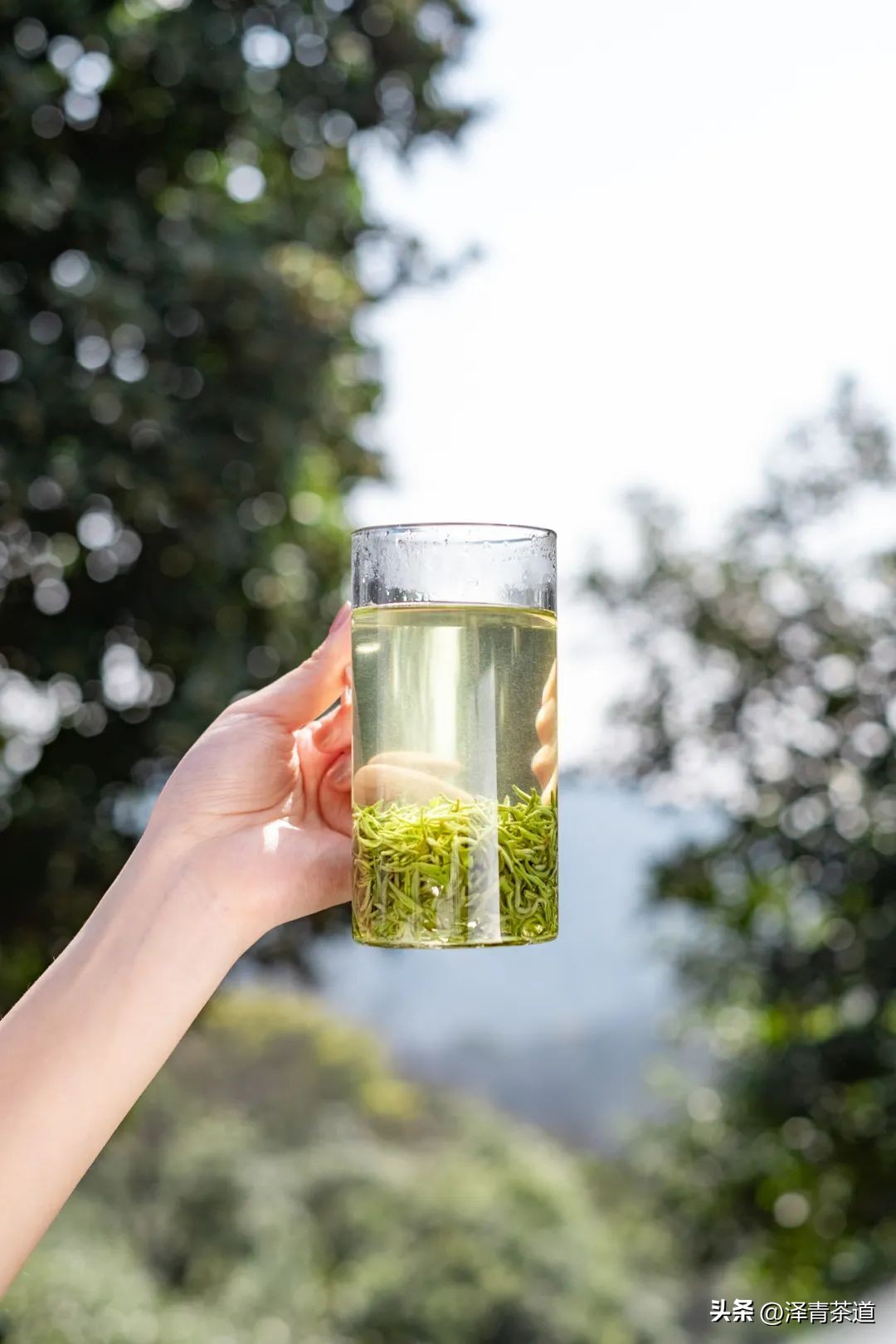 “自古名寺出名茶”，什么样的茶才能称为禅茶呢？