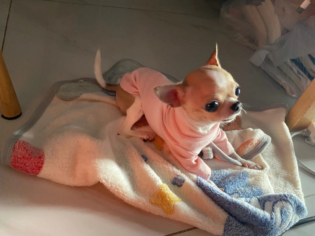 新手养狗哪种狗便宜,买狗一时爽