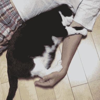 比较便宜好养的猫种,公认最好养的这几种猫值得入手