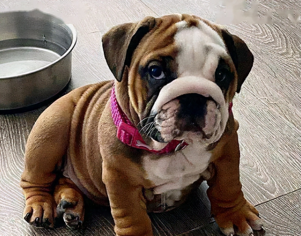 英国斗牛犬不爱动怎么办,斗牛犬吃狗粮怎么老掉东西