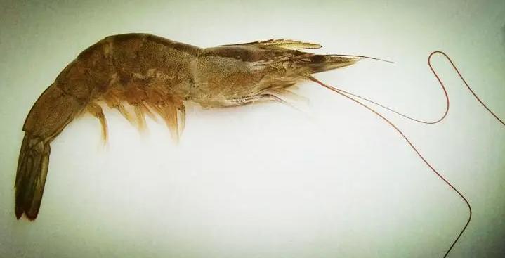 对虾养殖的碳氮磷比,对虾溶氧与产量的关系