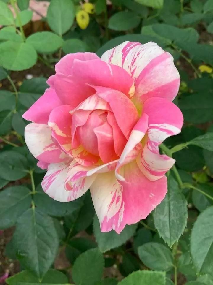 月季品种醉花,月季品种大全及图片欣赏