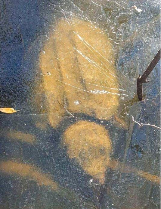 乌龟怎么练技能,乌龟散步的训练方法