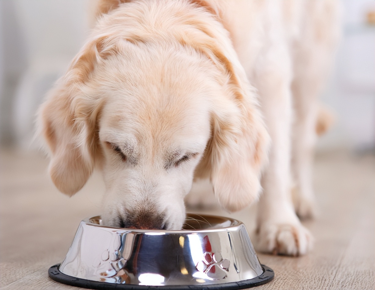 狗狗拉黑色的稀屎怎么回事,狗狗拉黑色稀便便是啥情况