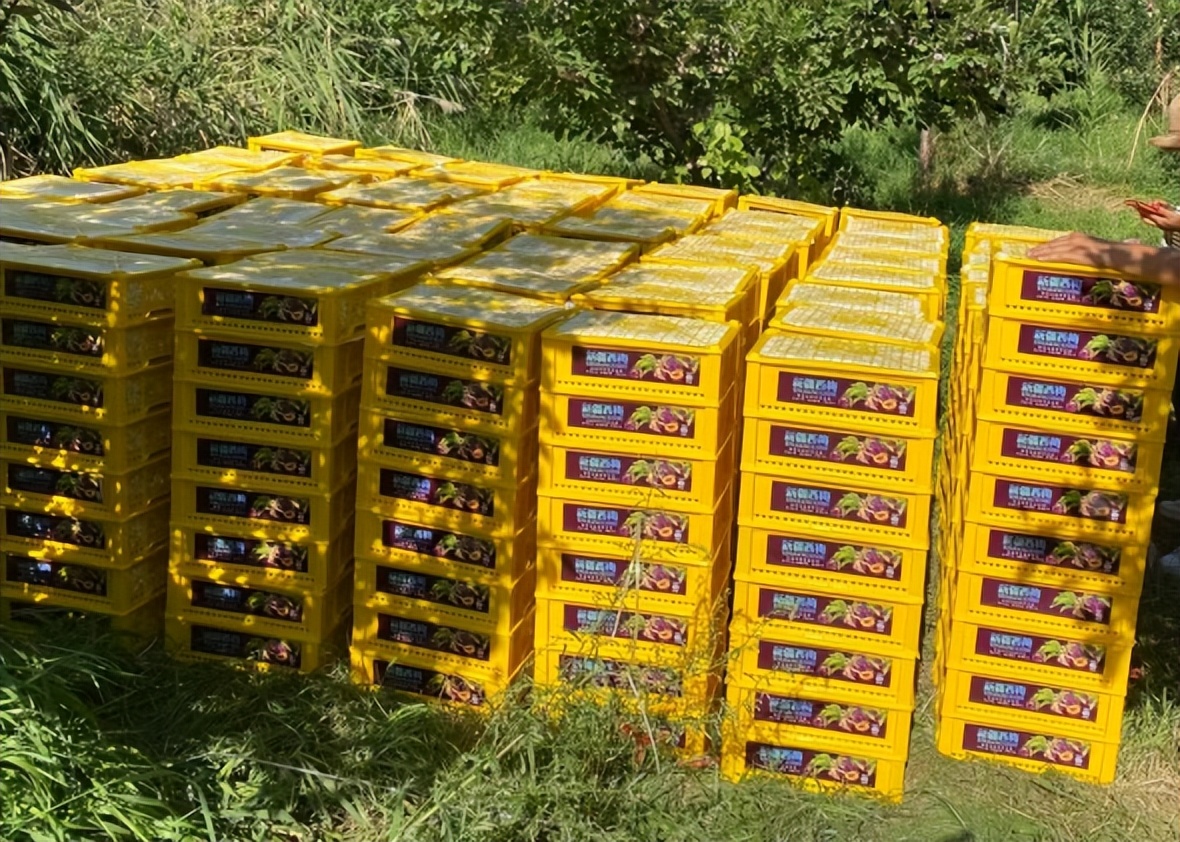 ▶特区•关注民生|库鲁斯社区：人大代表践初心助农销售显担当