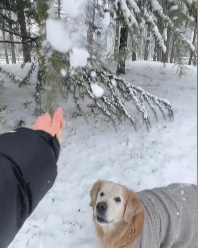 如果有一天，我的宠物不在了，怎么办？