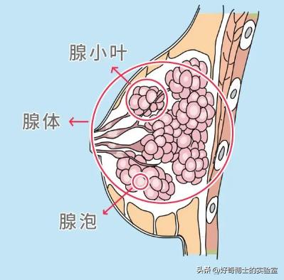 女生的胸，为啥不能乱揉？自己揉也不行！