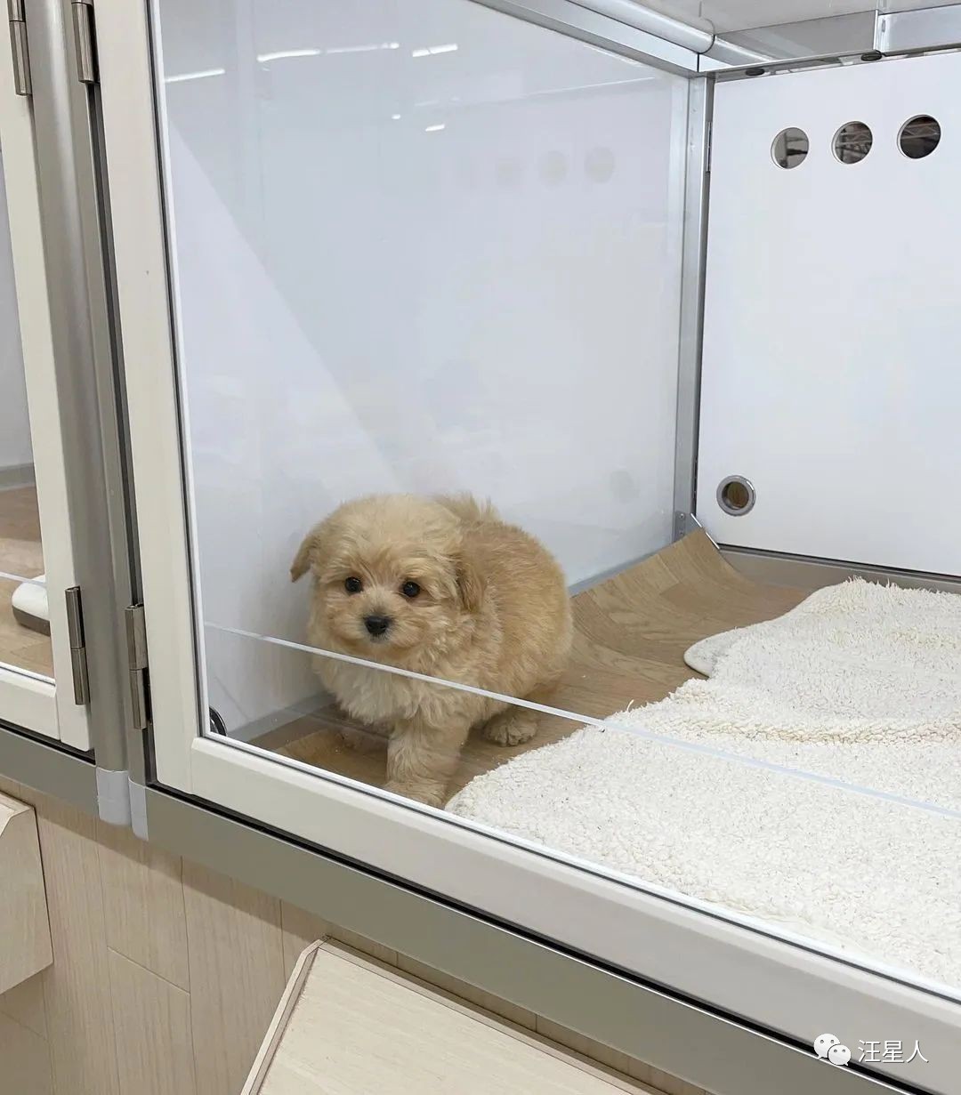 逛宠物店被宠物赖上后续,逛宠物店被狗子太活泼被买走