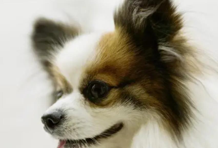 女子与狗狗共享生活，医院检查揭示令人惊讶的结果