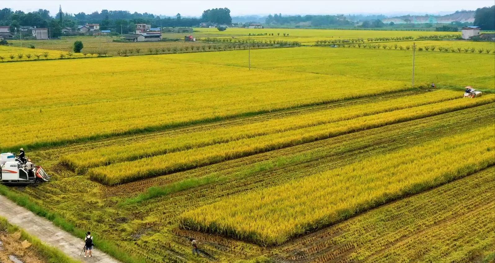 四川乐山摆摊的特色小吃排名,四川十大经典传统小吃