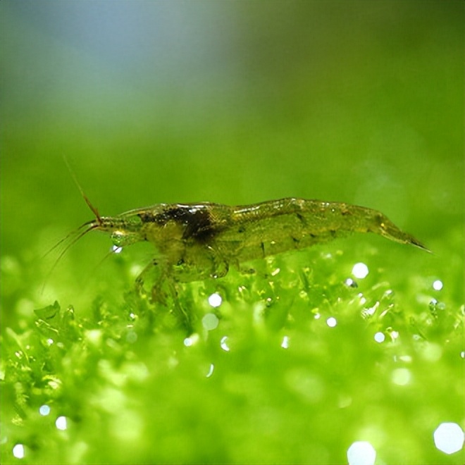 养宠物虾需要准备什么,哪种宠物虾比较好养