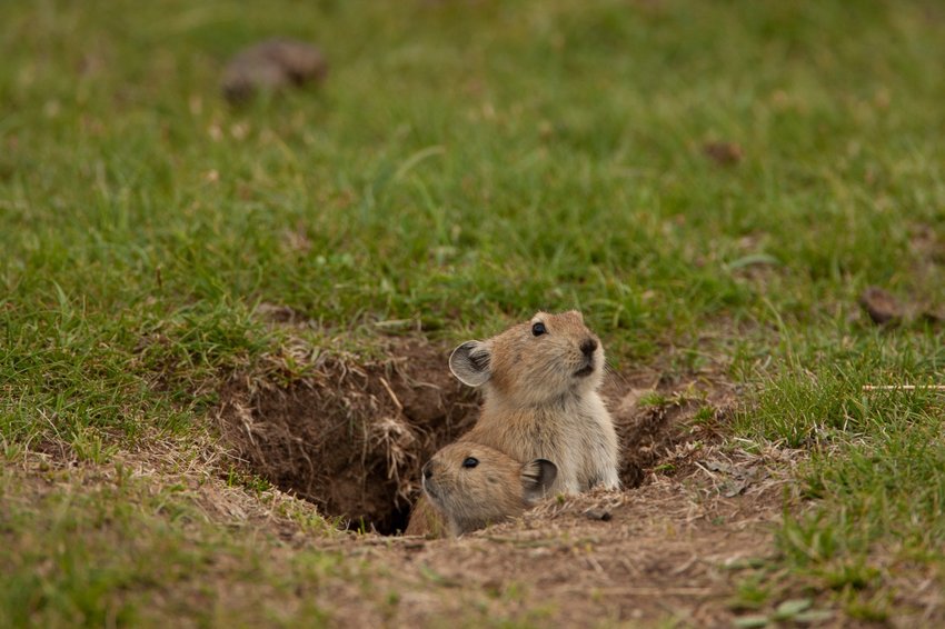 中国高原鼠兔泛滥成灾,高原鼠兔泛滥成灾的地方