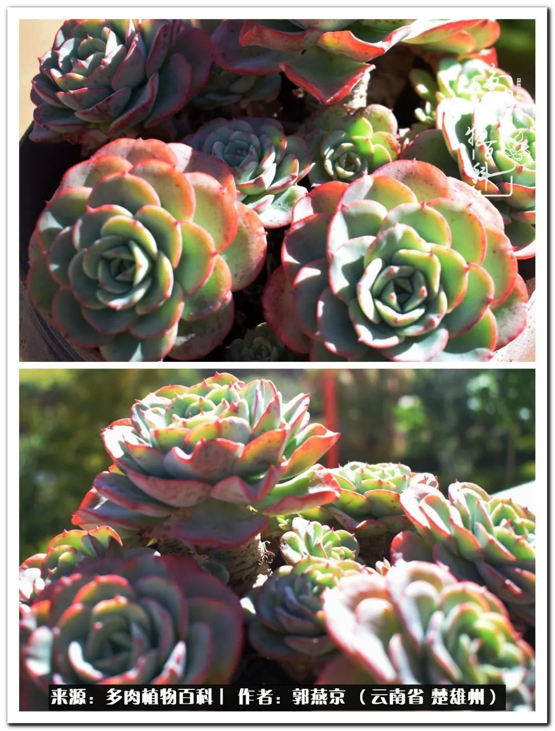 小院的多肉陪我度过春夏秋冬,好度夏又好过冬的多肉