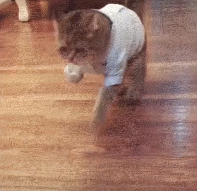 猫咪脚爪骨折能自愈吗需要多久,猫咪骨折脚能落地