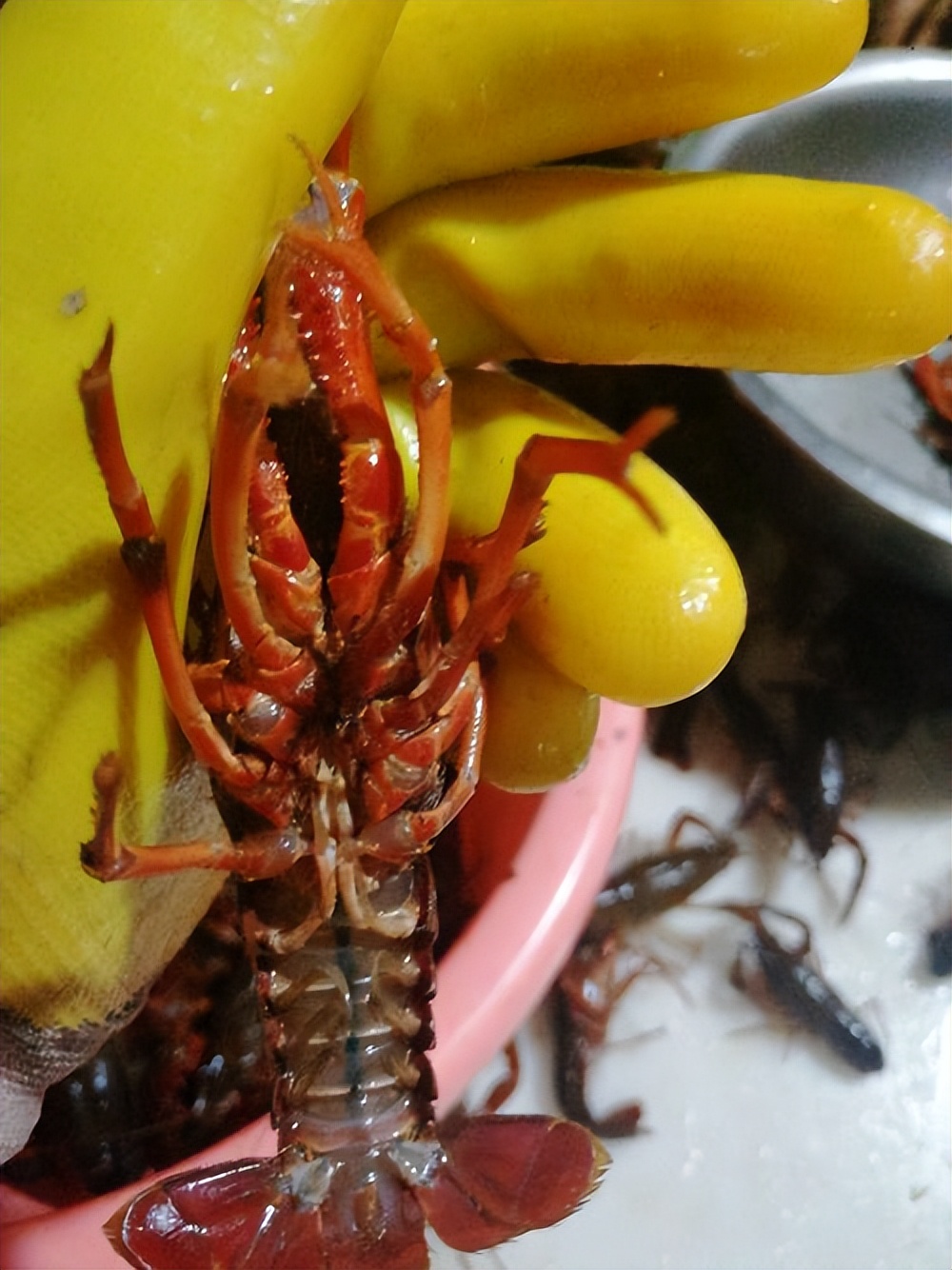 夏天小龙虾到底能不能吃,小龙虾烧烤的危害