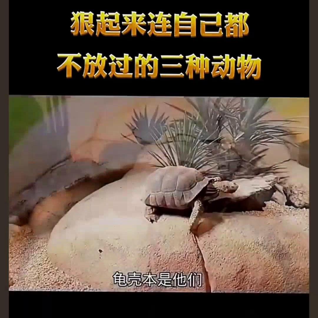 袋鼠妈妈官方旗舰店精华,袋鼠妈妈官方护肤旗舰店