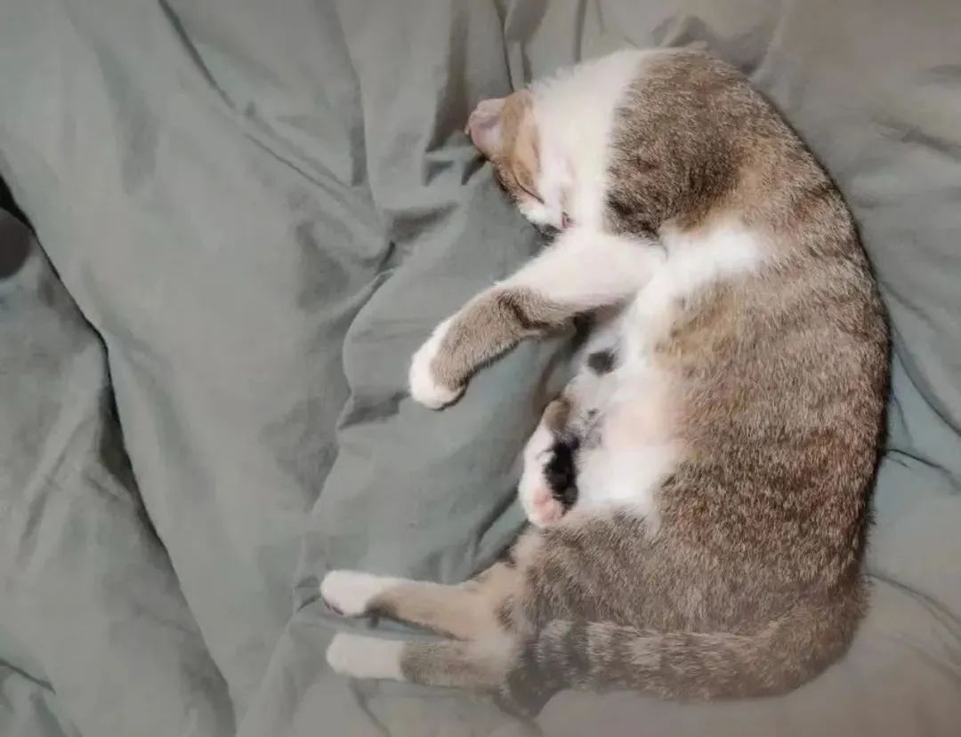 上海送快递的真实自述 (上海送快递的一个过程)