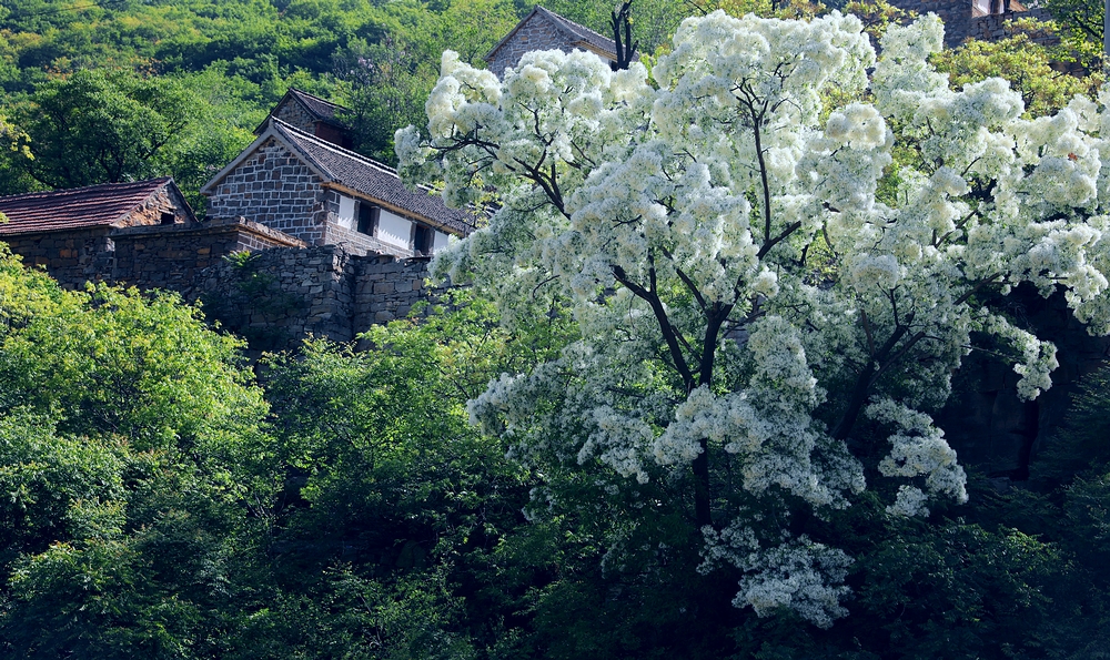 石大沟的流苏花,石大沟村流苏