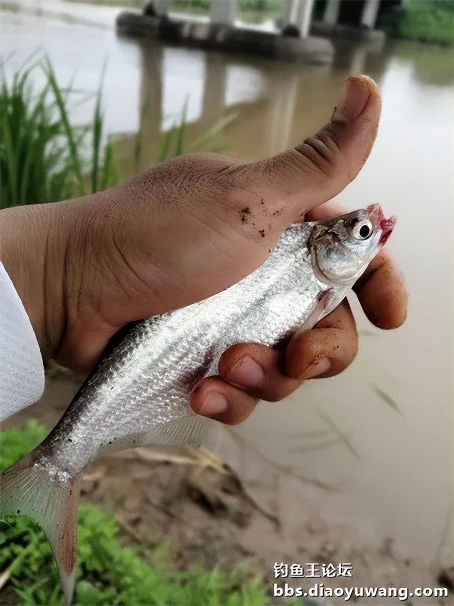 崇明北横引河水深,北横引河能钓鱼吗