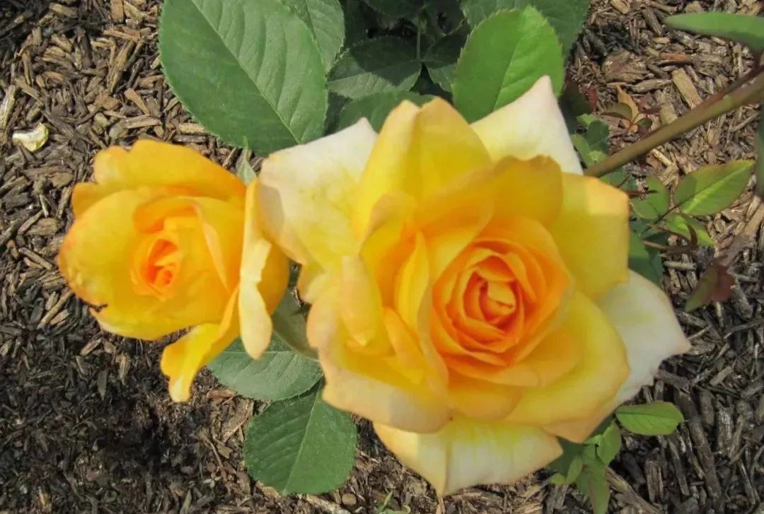 假日公主月季视频,假日公主月季好种吗