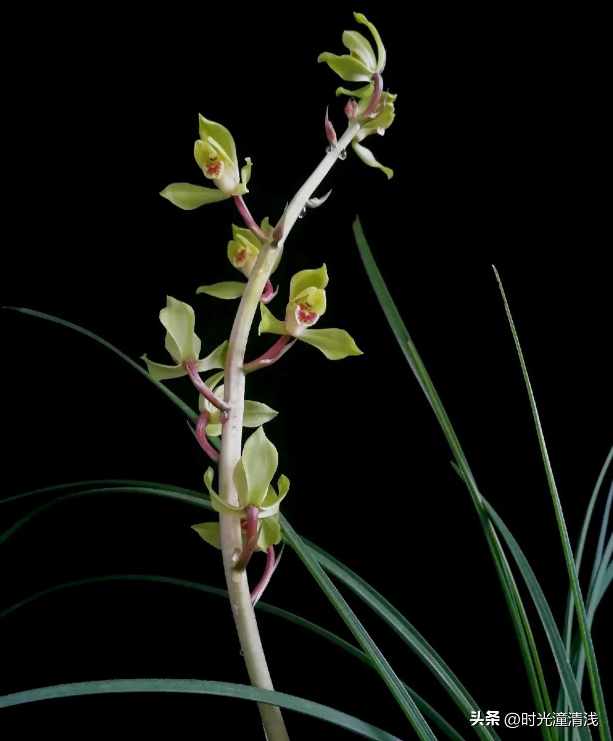 花中四君子之一兰花,兰花花草欣赏